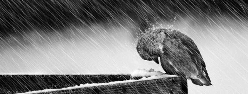 Resiliencia,adversidad